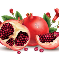 Gallery pomegranate realistic concept vector